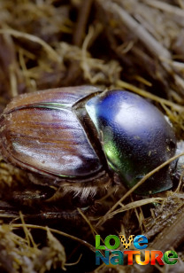 Dung Beetles: Nature's Recycler