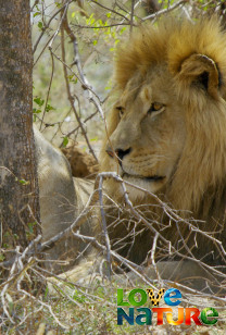 Iconen in het wild 1 - Leven op de savanne
