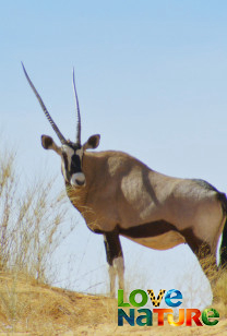 Embleme ale faunei - Antilopele springbok şi impala: viaţa în turmă