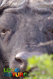 Afrika's natuurparken - Nationaal park Addo Elephant