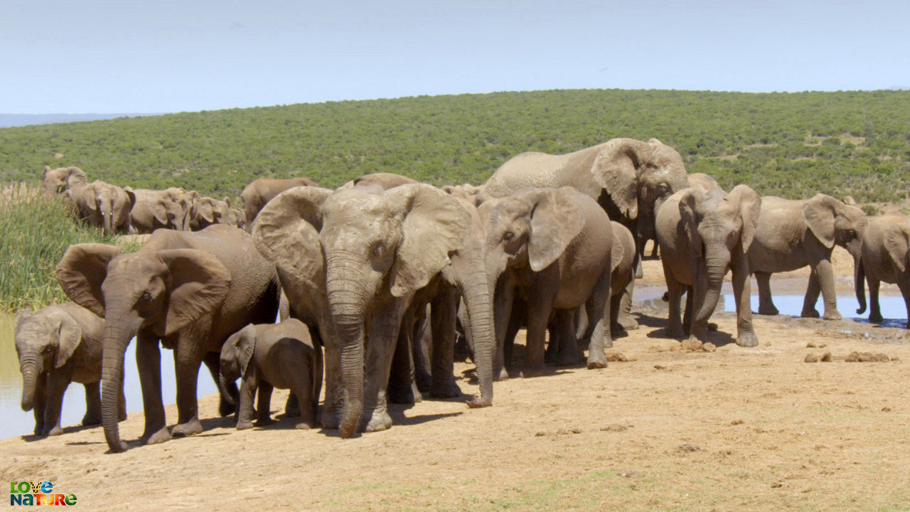 Marile parcuri din Africa Sezonul 1 Episodul 2