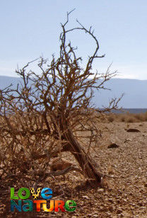 Afrika's natuurparken - Geweldig Karoo