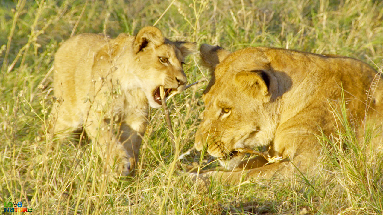 Chobe National Park: Land of Learning