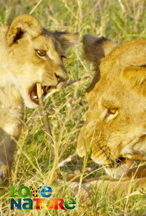 Afrika legszebb nemzeti parkjai - A Chobe Nemzeti Park: a tanulás hona