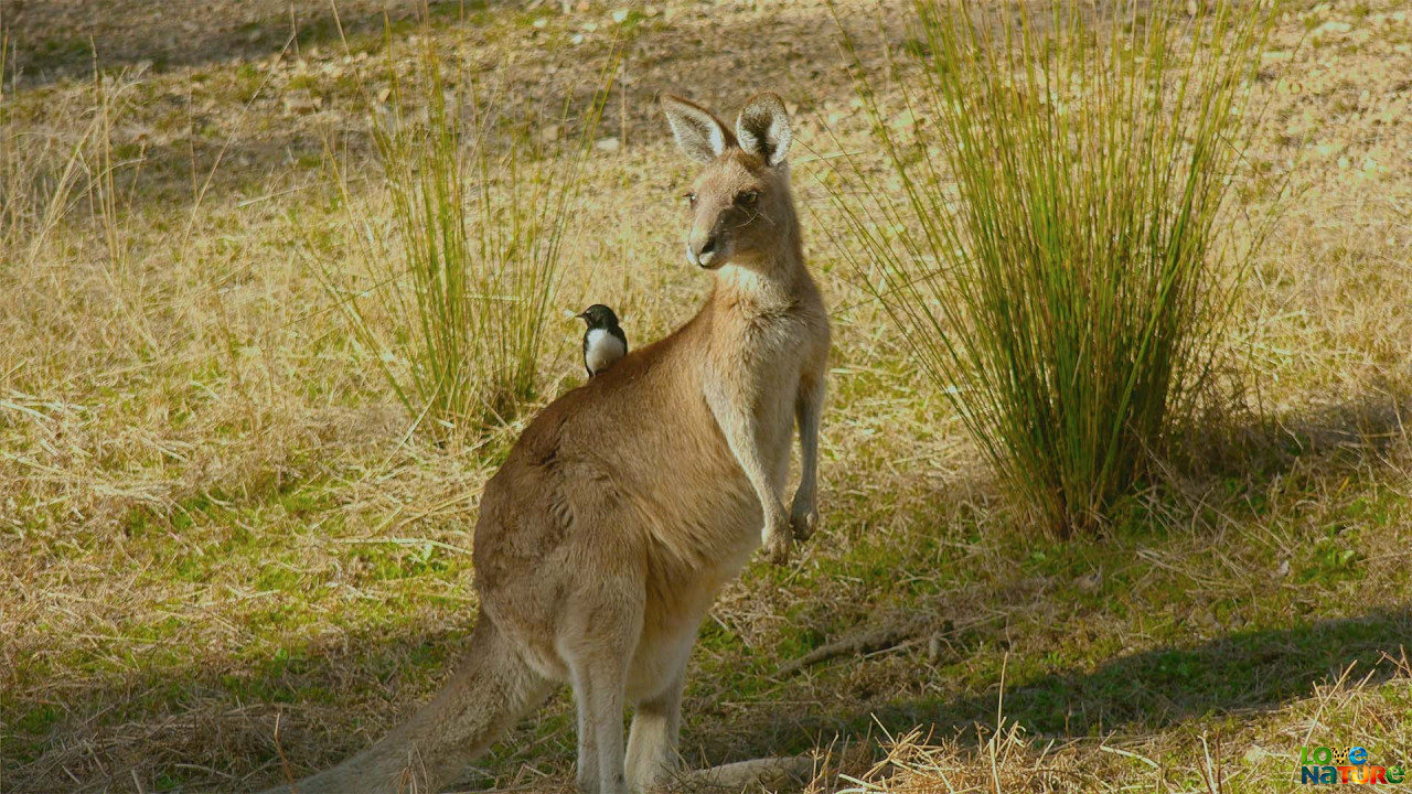 Secret Life of the Kangaroo - S1