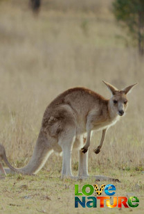 Secret Life of the Kangaroo - A Buck's Life