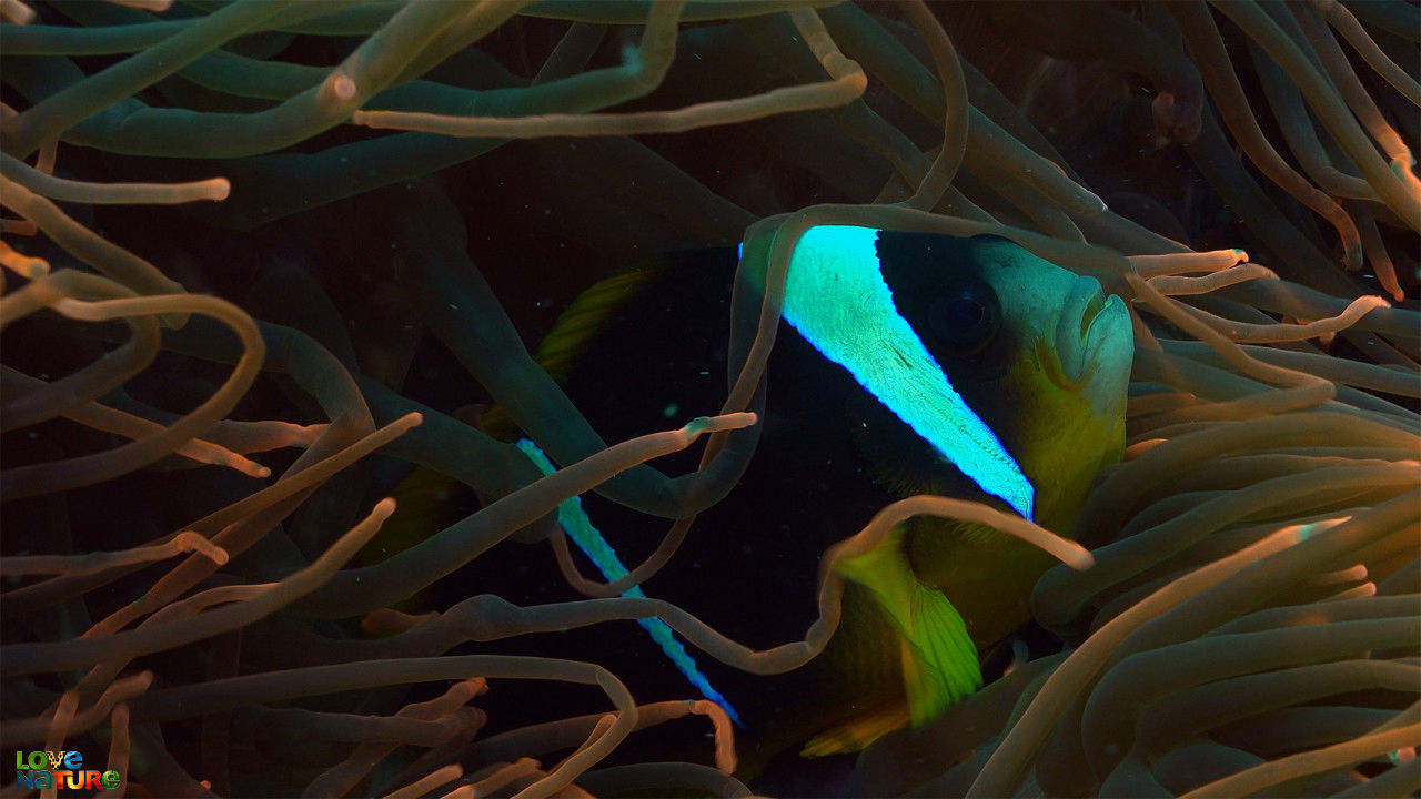 Tidal Forest Of Africa