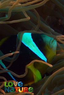 Mangrovebos in Afrika