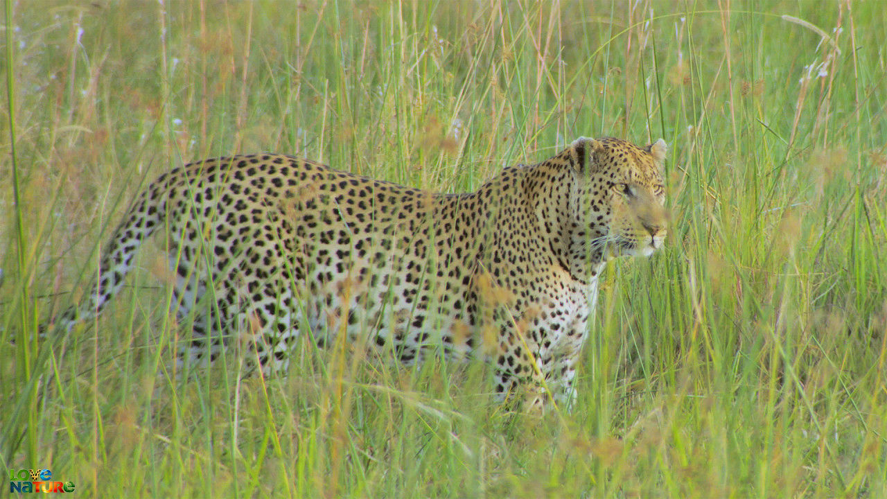 De Okavango: Levensader van de Kalahari