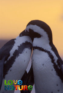 Waterworld Africa - Urban Penguins