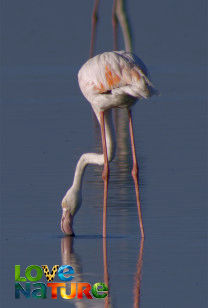 Waterwereld Afrika - De blauwe lagune