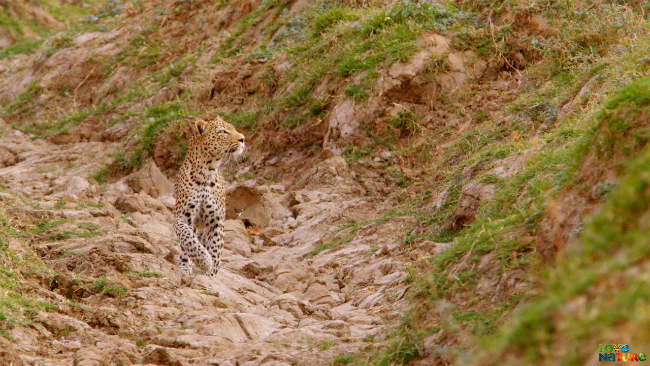 The Hungry Leopard