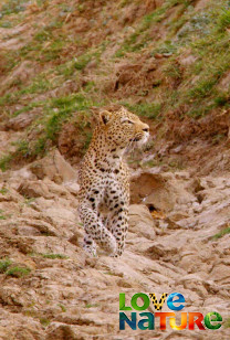 Vânătorii Africii - Leopardul flămând
