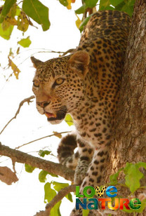 Afrika vadászai - A leopárd kitartása