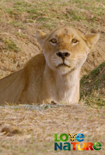 Vânătorii Africii - Legături de sânge