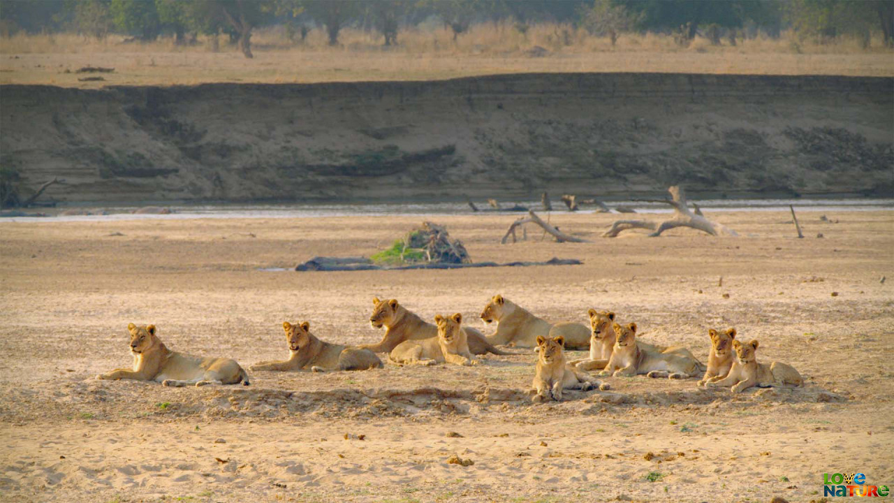 Vânătorii Africii Sezonul 1 Episodul 5