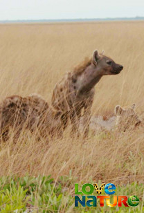 Afrika vadászai - A szavanna túlélői