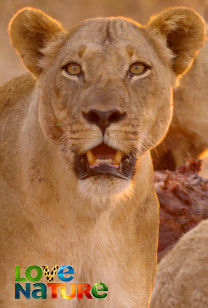 Africa's Hunters - The Lost Prince