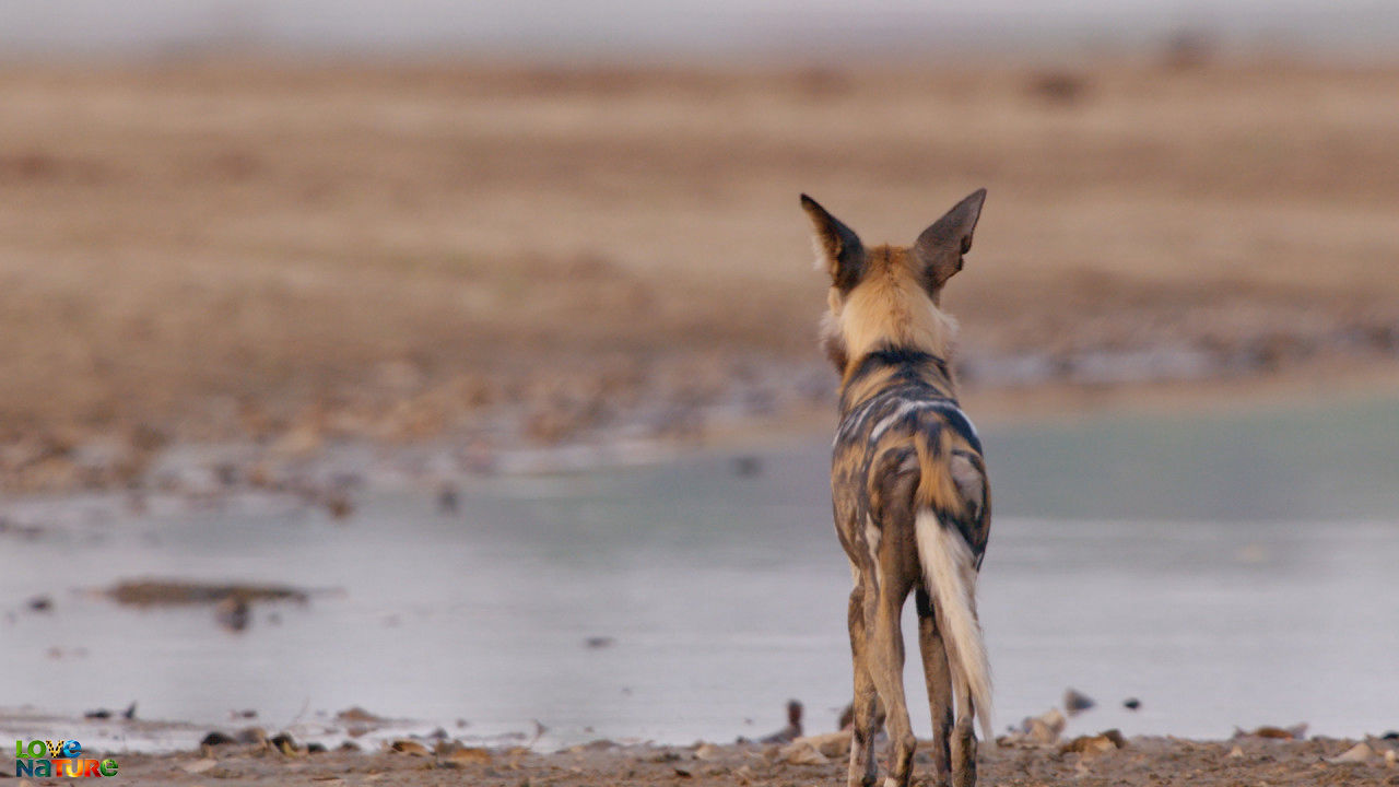 Vânătorii Africii Sezonul 2 Episodul 5