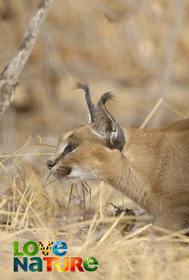 Africa's Claws And Jaws - The Predator's Plight