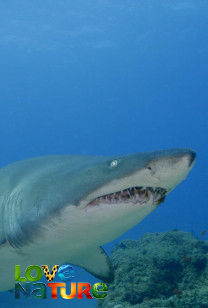 Africa's Claws And Jaws - Living With Sharks