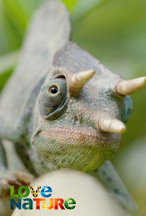 Africa's Claws And Jaws - Remarkable Reptiles