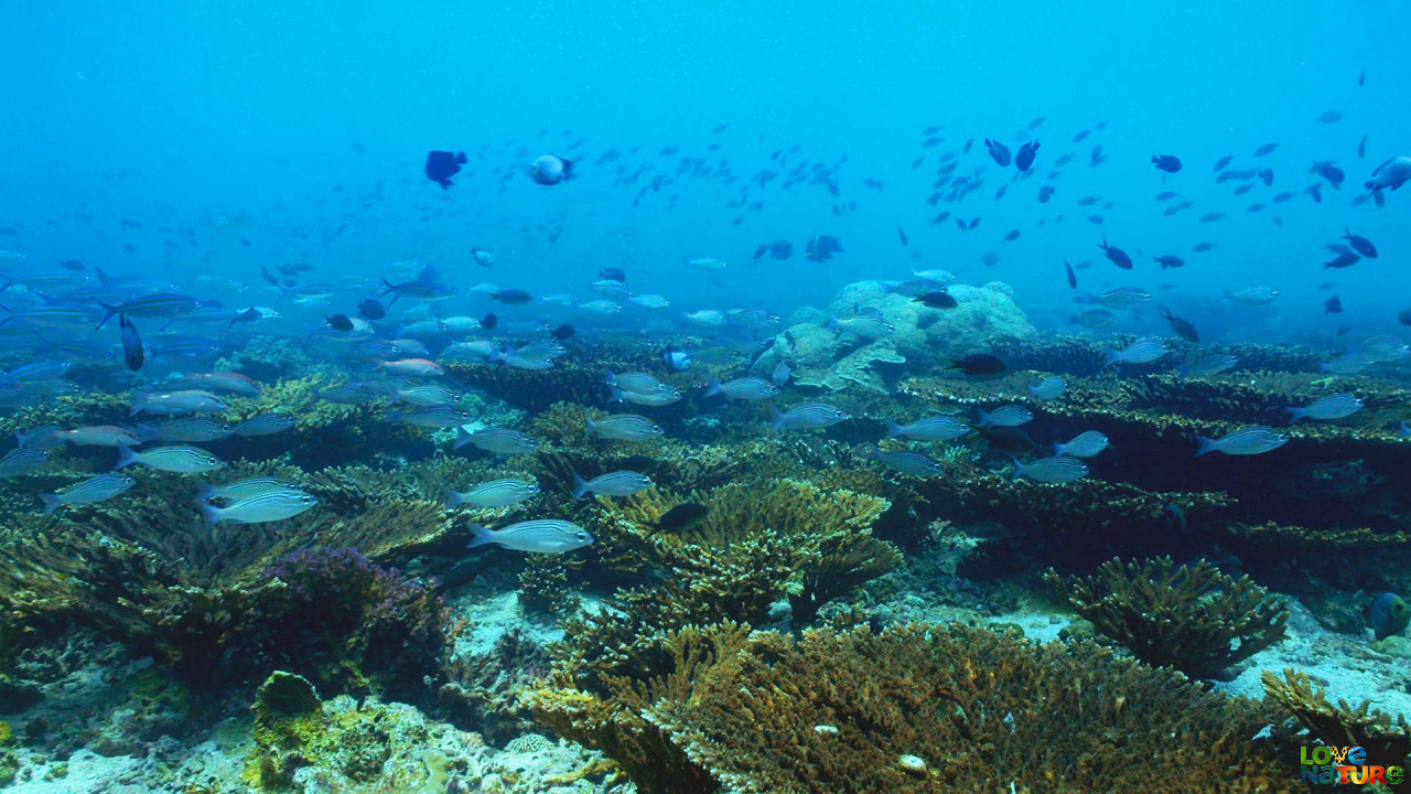 Carnivores Of The Coral Garden