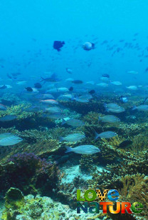 Carnivores Of The Coral Garden