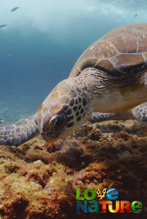 De nalatenschap van een schildpad