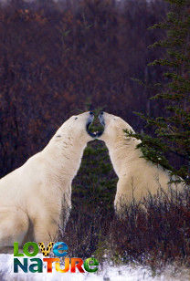 Arctic Secrets - Waiting For Winter