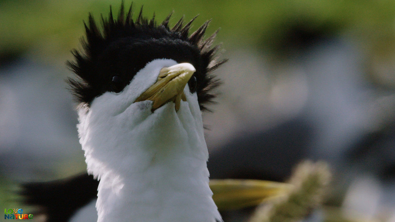 Lady Elliot Island