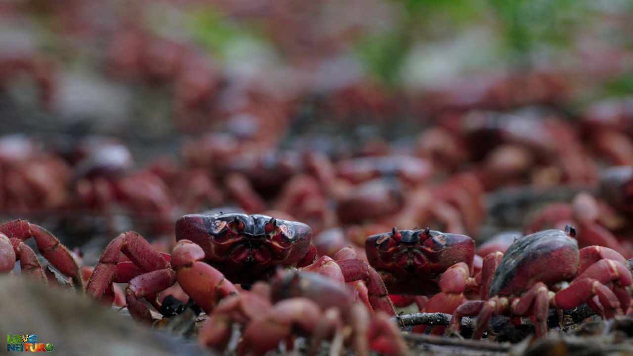 Christmas Island