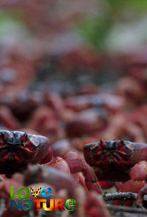 Australia's Hidden Isla - Christmas Island