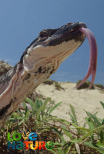 Fraser Island