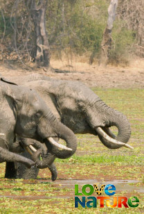 Untamed Valley - Hippo Lagoon