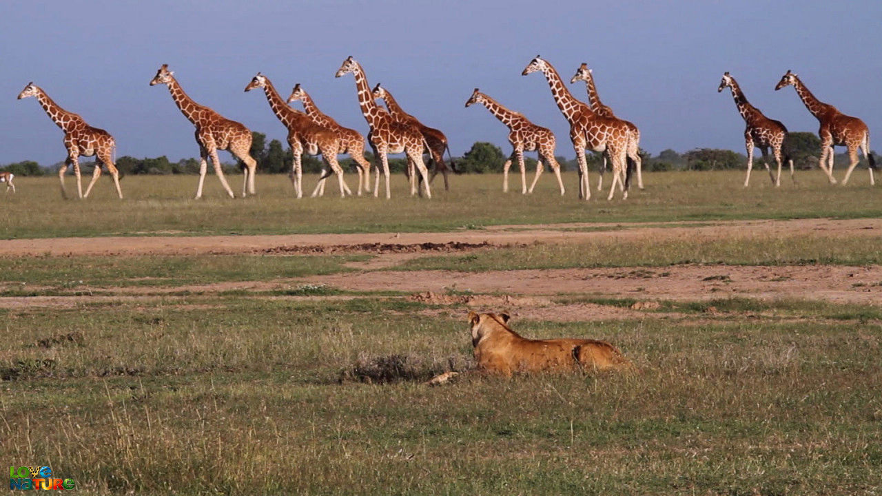 Jurnalul rezervaţiei Ol Pejeta Sezonul 3 Episodul 2