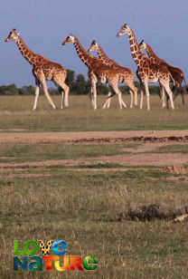 Zsiráfok utazása