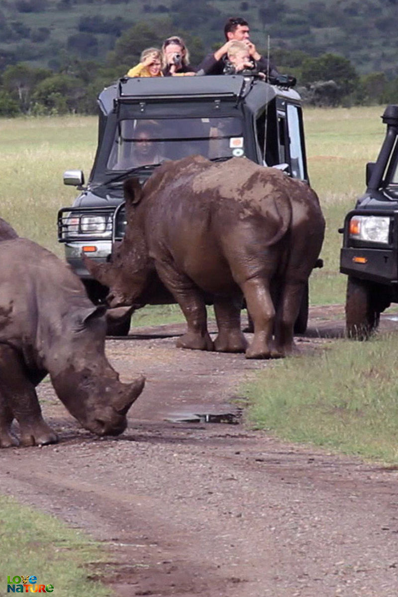 Ol Pejeta mindennapjai - A bennünk rejlő ellenség