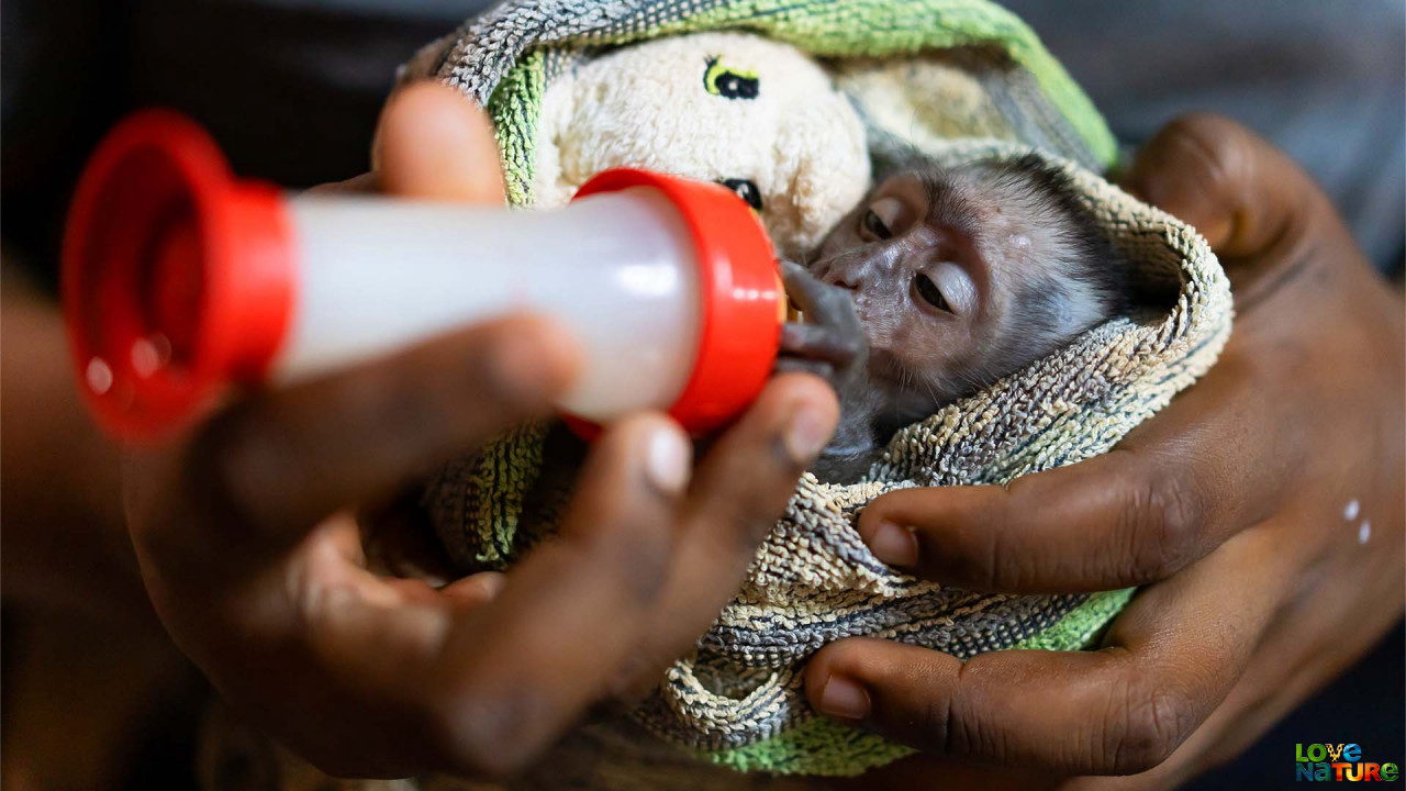 Animale salvate din Malawi Sezonul 1 Episodul 2