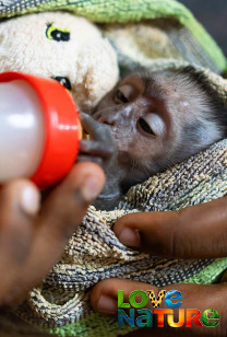 Malawi Wildlife Rescue 1 - Wilde babyaap