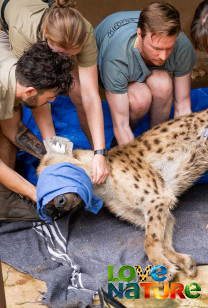 Malawi Wildlife Rescue - Big Buck Chase