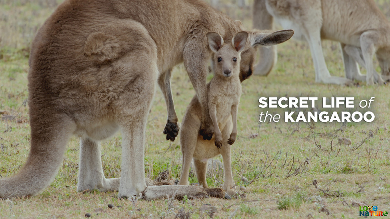 A kenguruk titkos élete