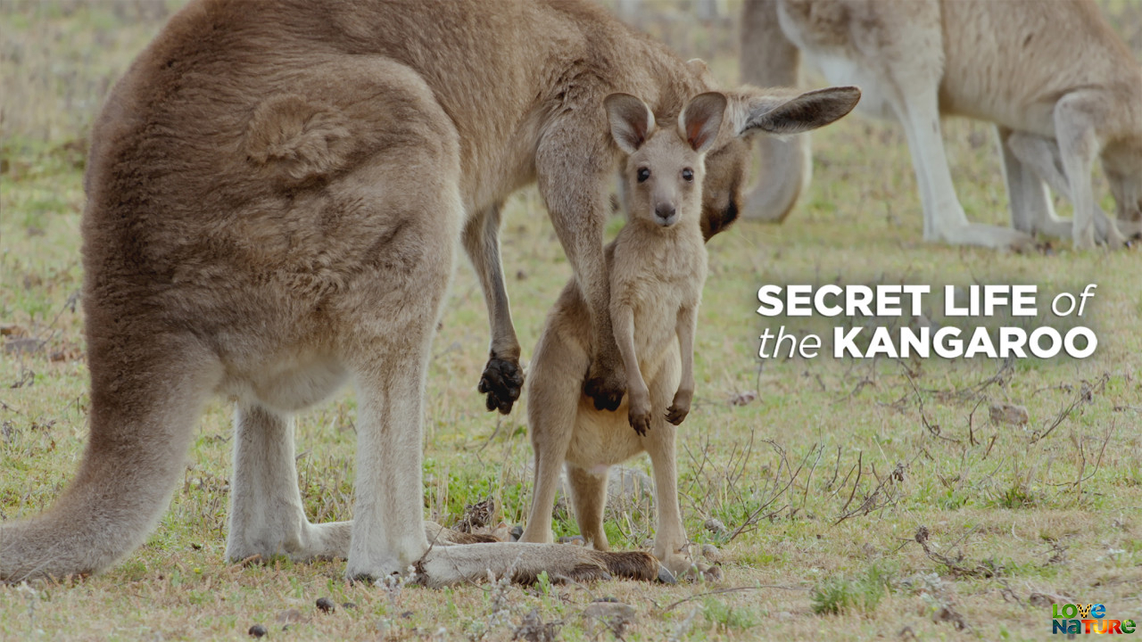 Secret Life of the Kangaroo