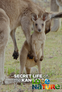 A kenguruk titkos élete