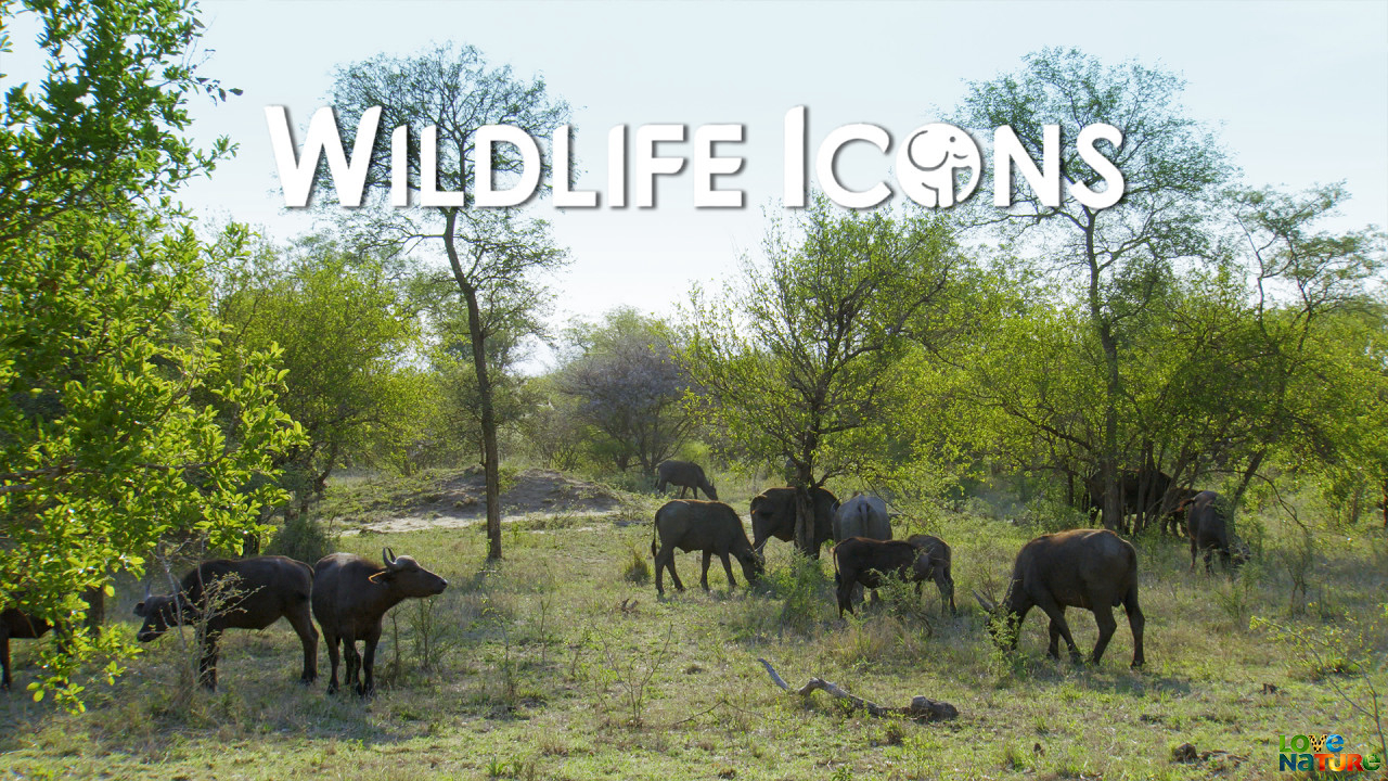 Wildlife Icons