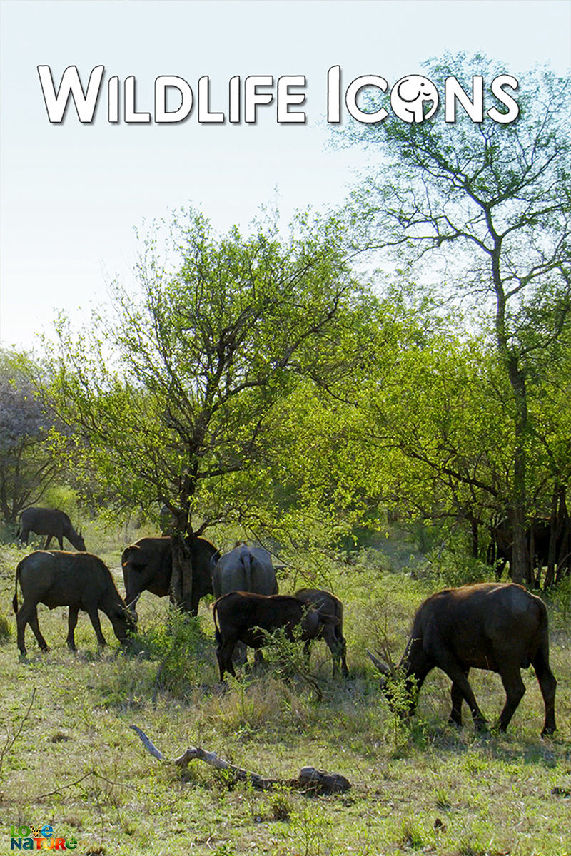 Wildlife Icons