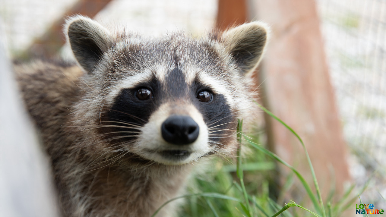 Prietenii uimitoare între animale Sezonul 1