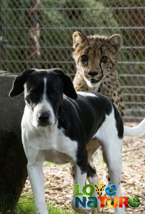 Geweldige dierenvrienden 1 - Be(e)ste vrienden