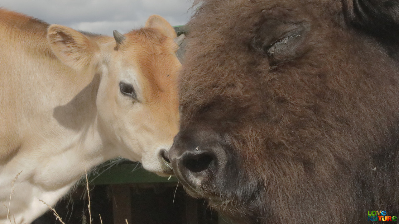 Prietenii uimitoare între animale Sezonul 1 Episodul 6