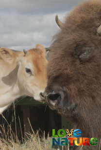 Prietenii uimitoare între animale Sezonul 1 Episodul 6